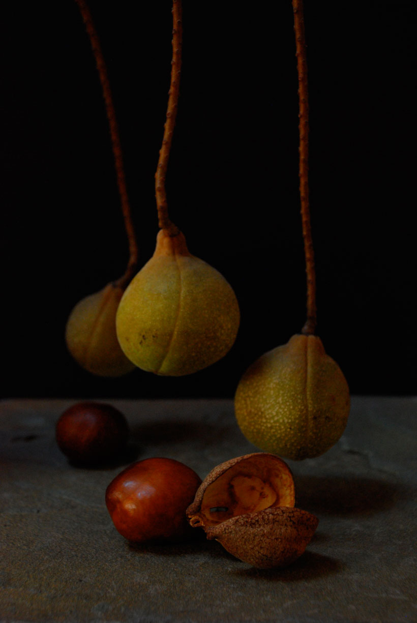 Buckeyes II  © Yvonne Cornell, 2012