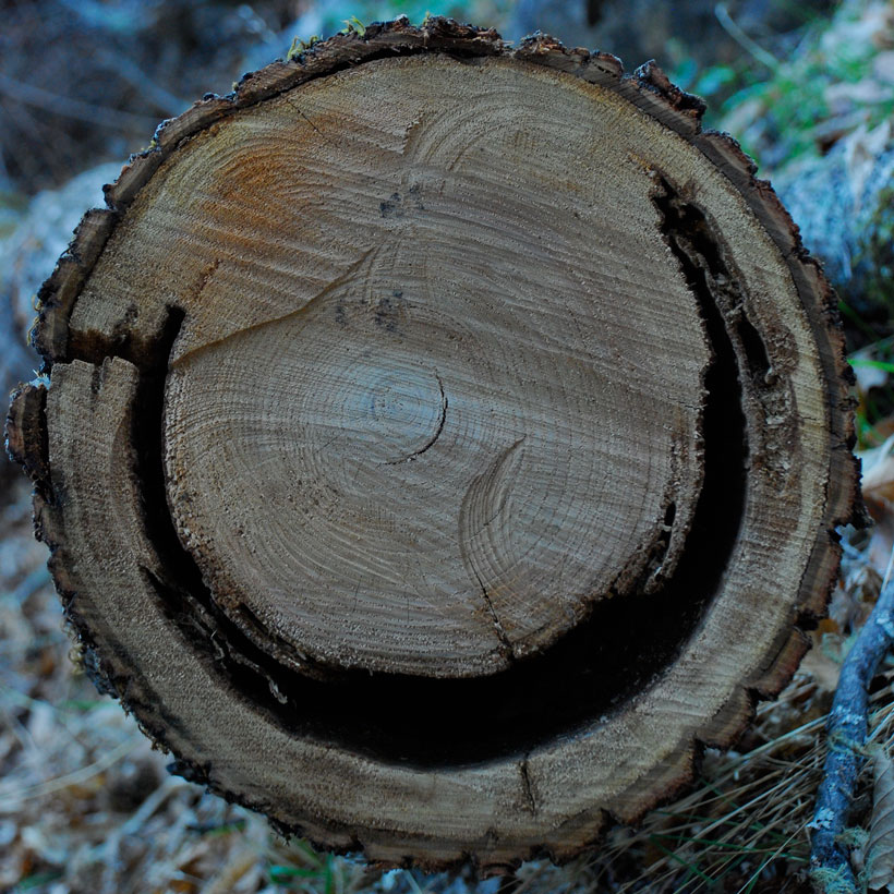Found Fridays: smiling log