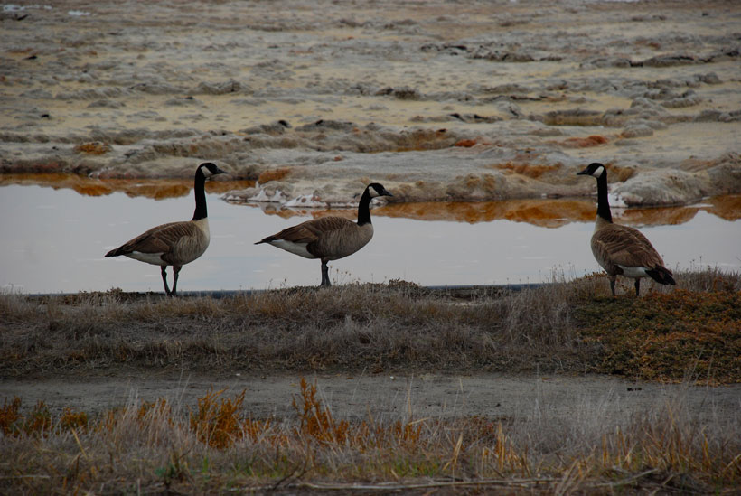 Canadian Geese © Yvonne Cornell, 2012