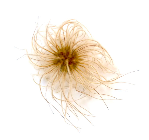 Clematis Lasiantha Seed Plume © Yvonne Cornell 2013