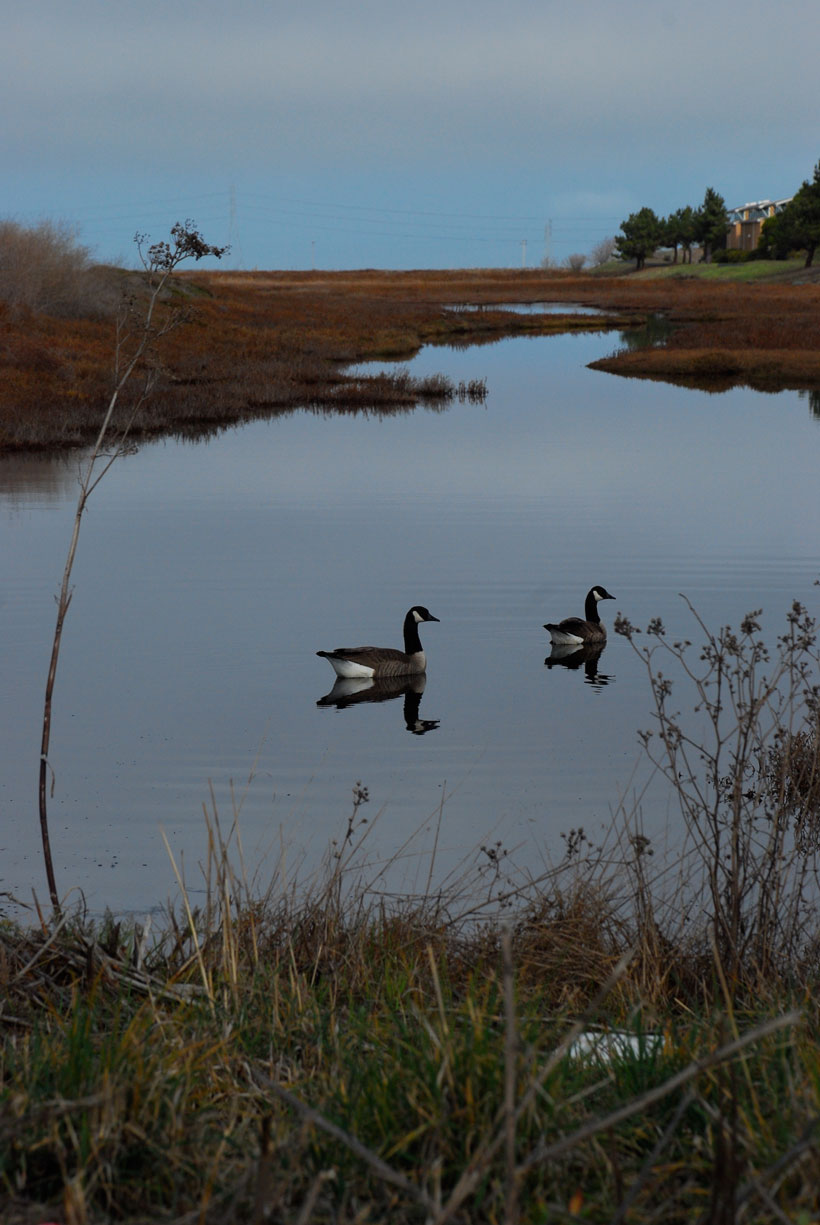 Baylands  © Yvonne Cornell, 2012