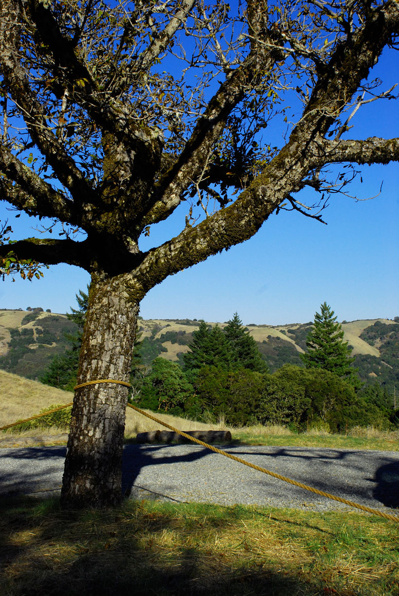 SkylineChestnutsView