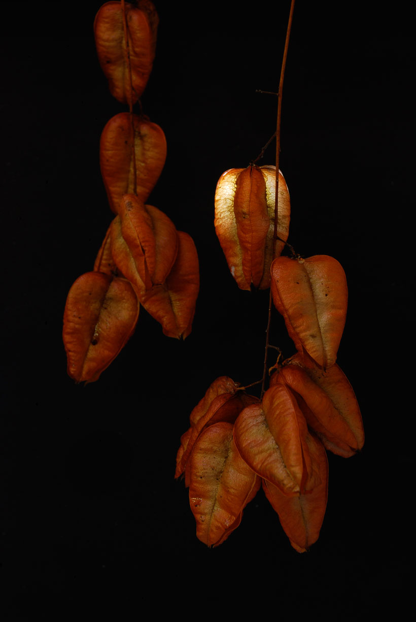 Chinese Lanterns