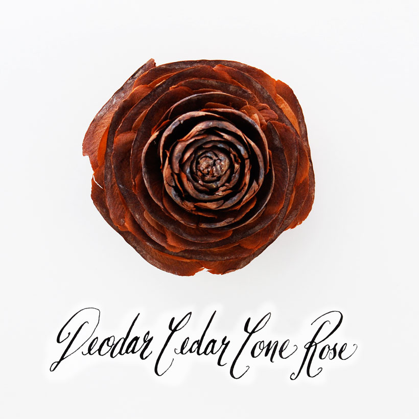 Deodar Cedar Cone Rose © Yvonne Cornell 2013