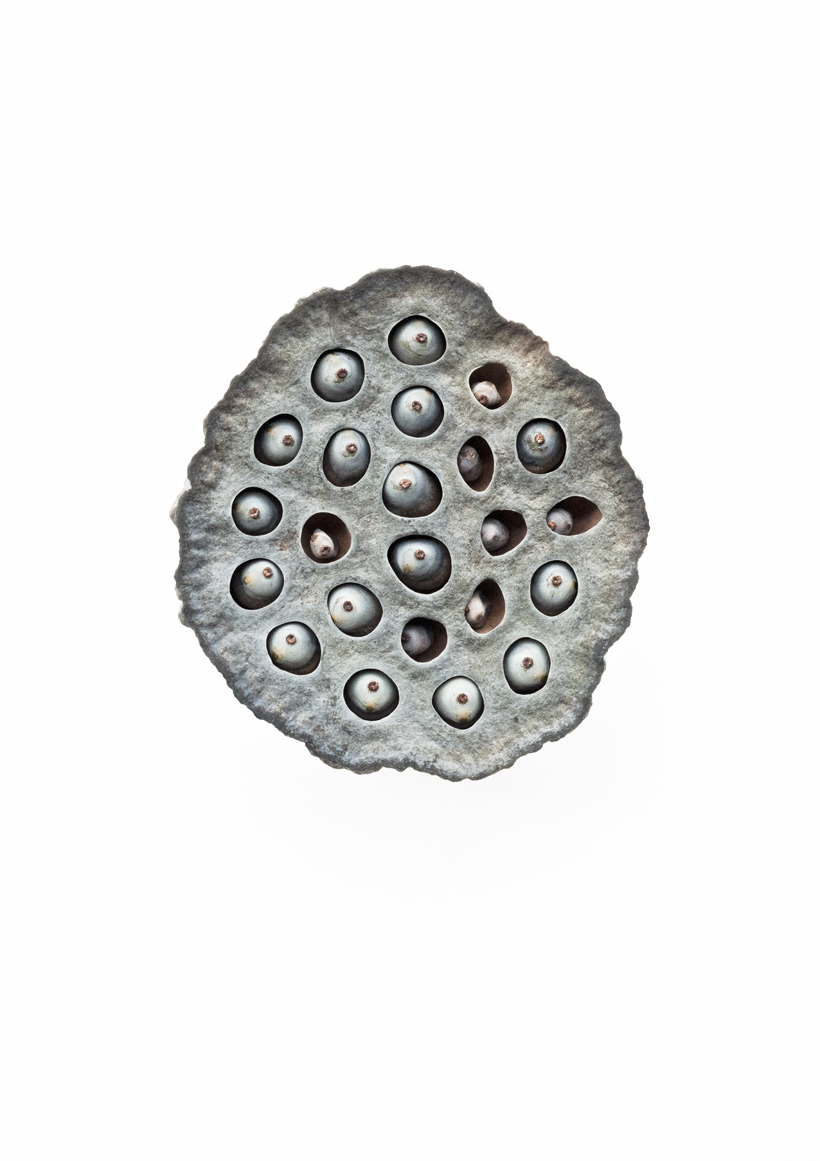 Showerhead © Francis Ooi 2012