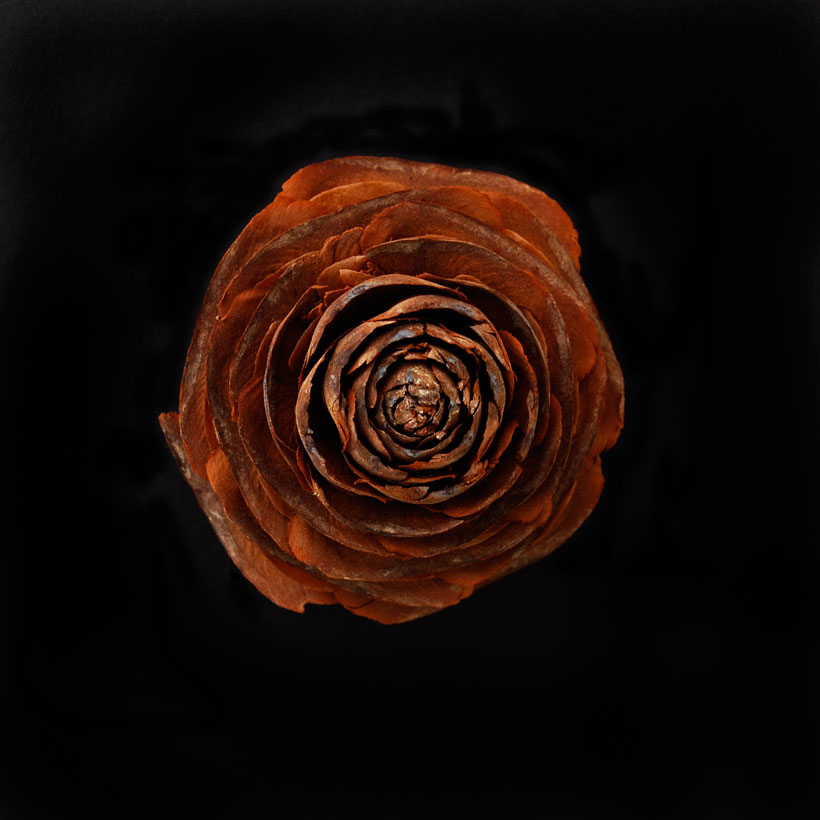 The Wooden Rose