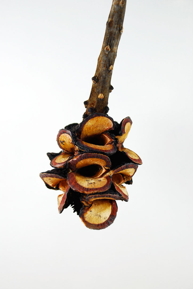 Seed Pod Lips