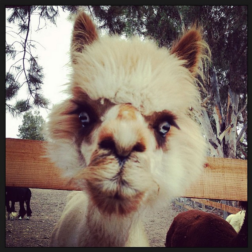 Found Fridays: Llama Mama