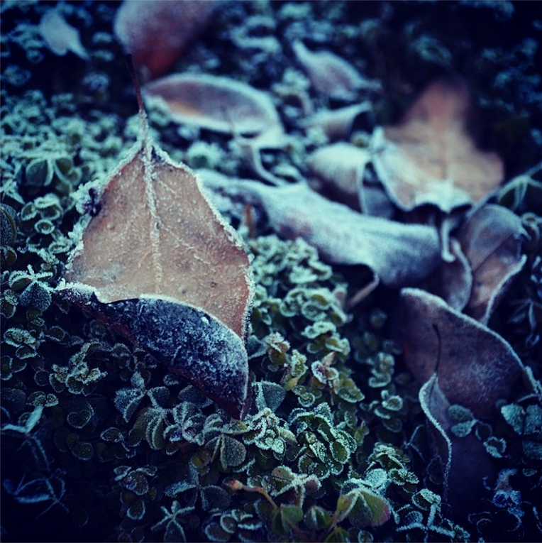 Hibernation on Instagram