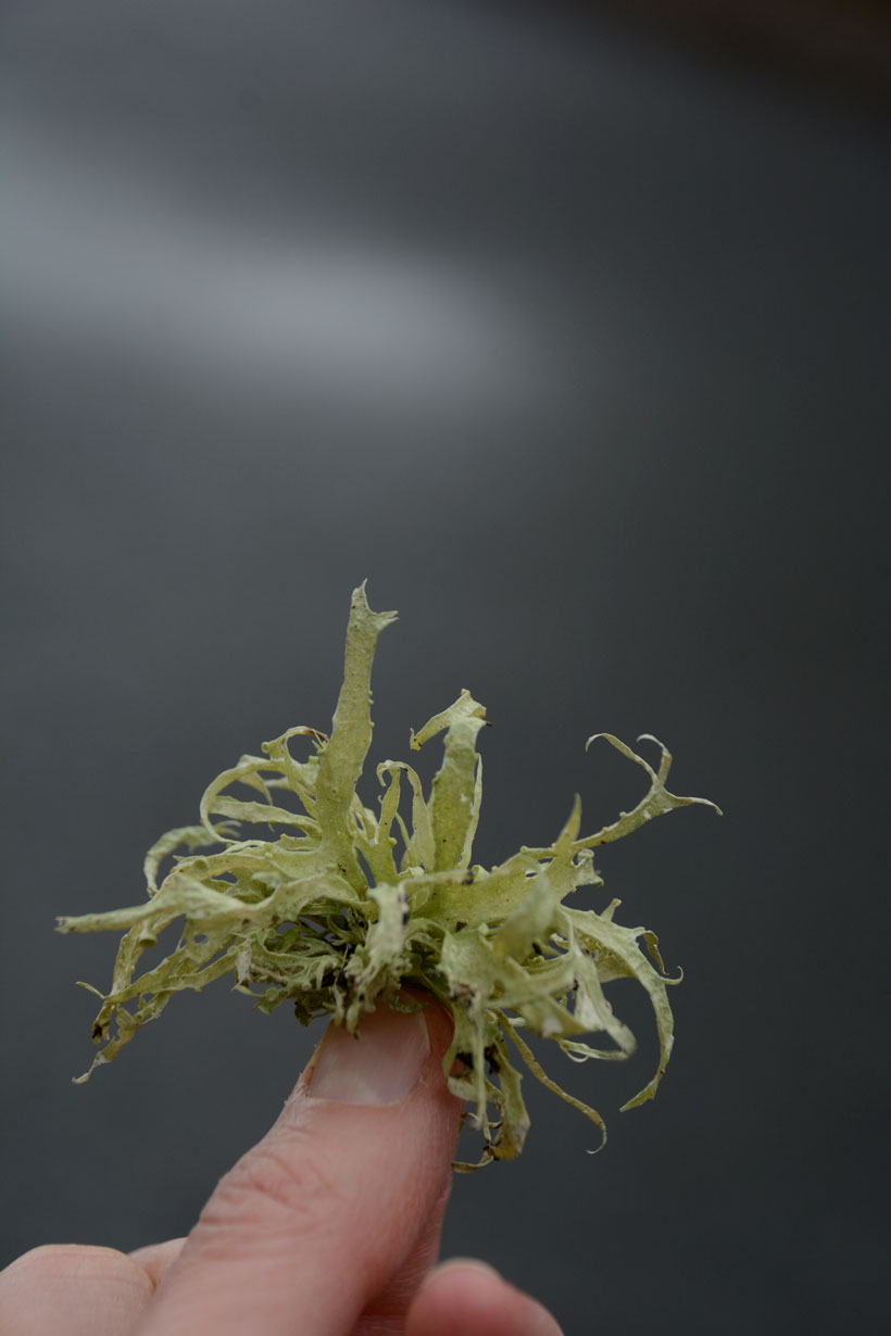 Lichen