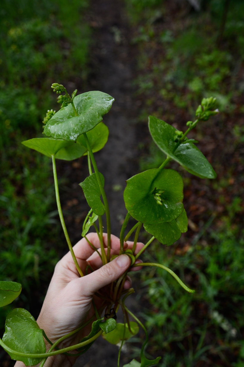 Miner'sLettucePlucked