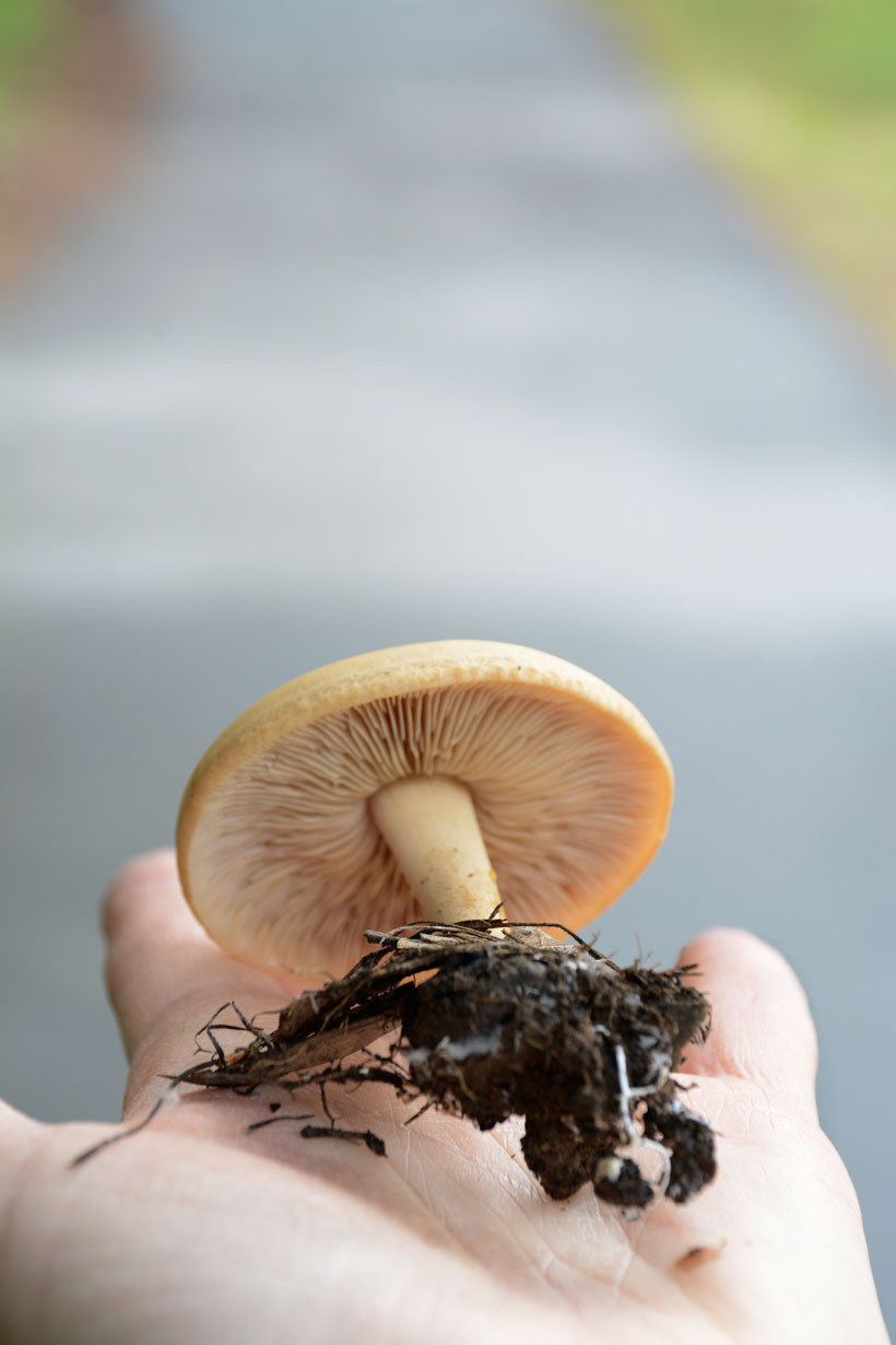 MushroomTrail