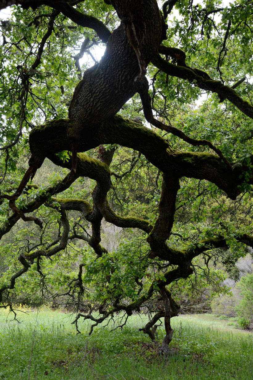 OakTreeLimb