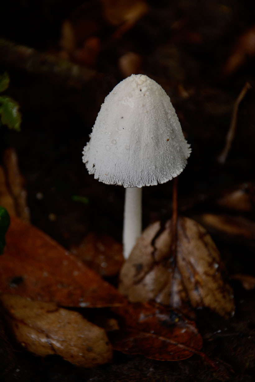 WhiteMushroom