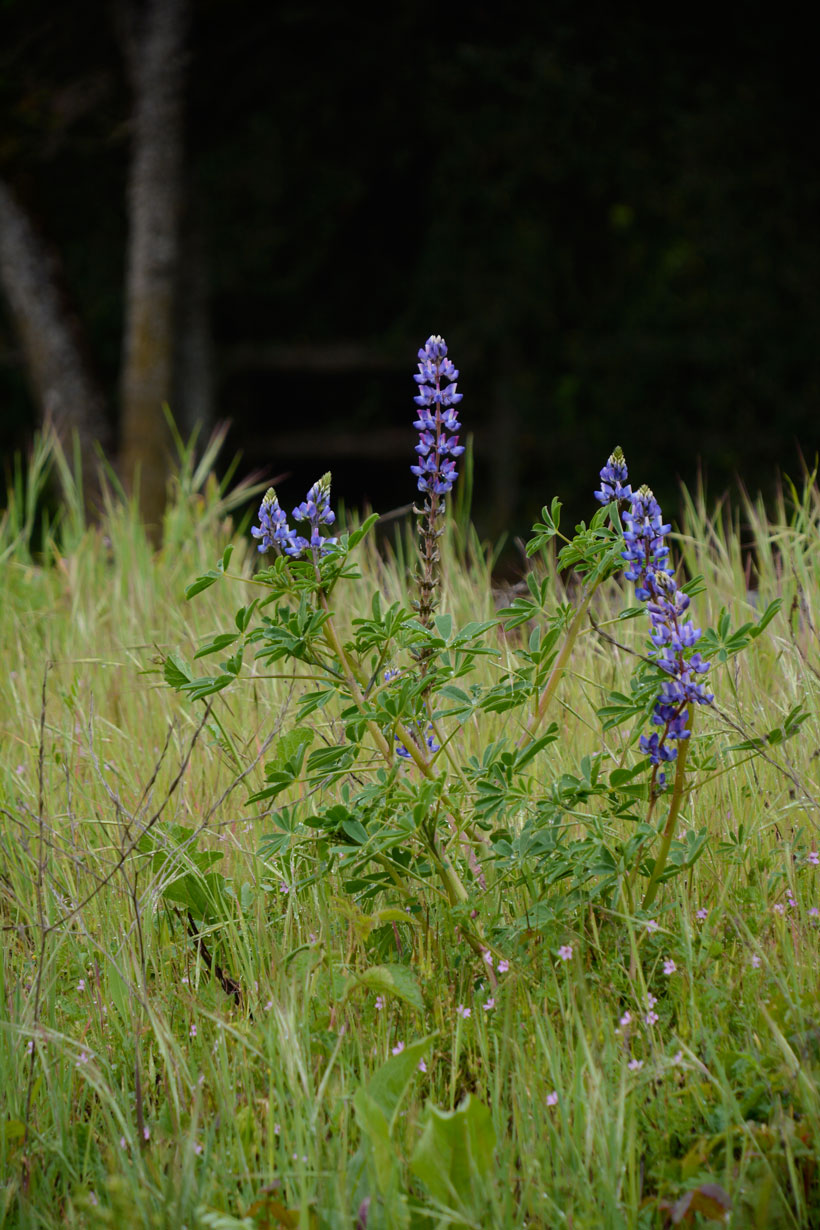 lupine