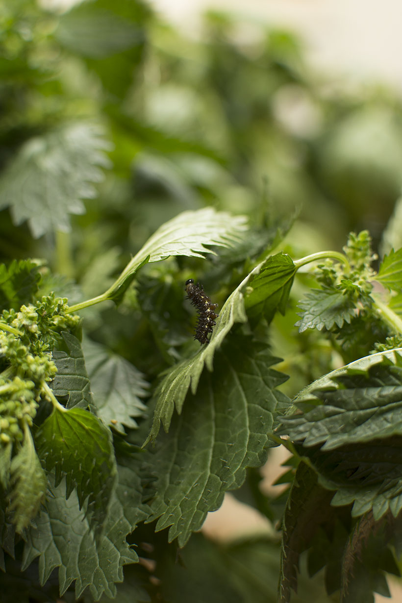 Red Admiral Caterpillar