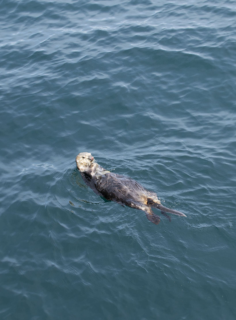 Sea Otter