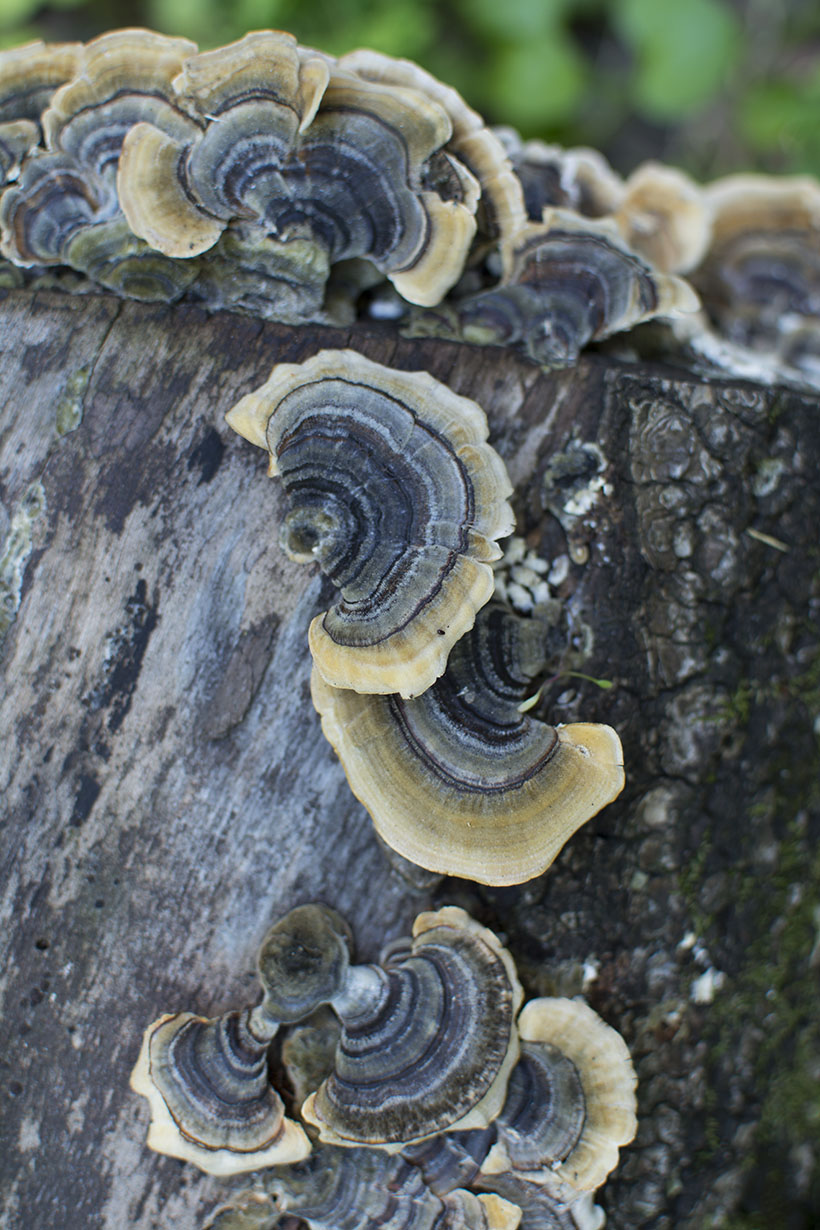 Turkey Tail on Log