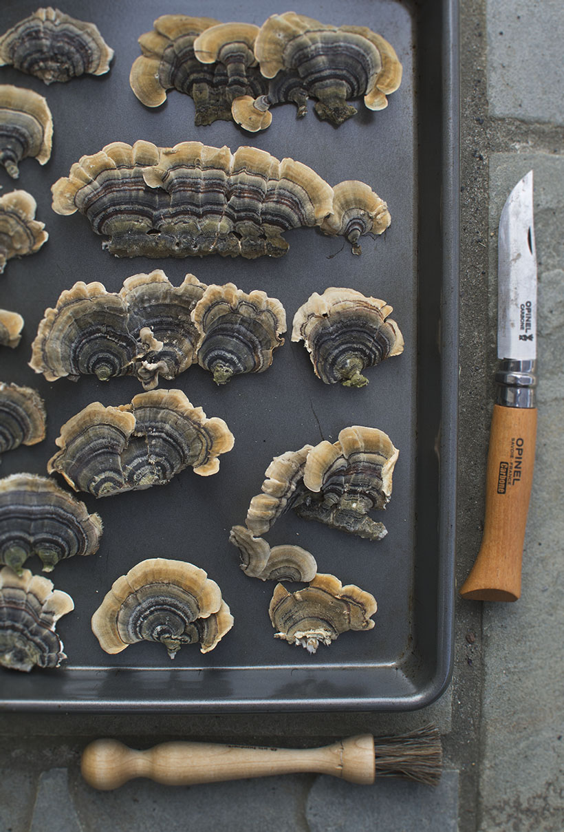 Turkey Tails Drying