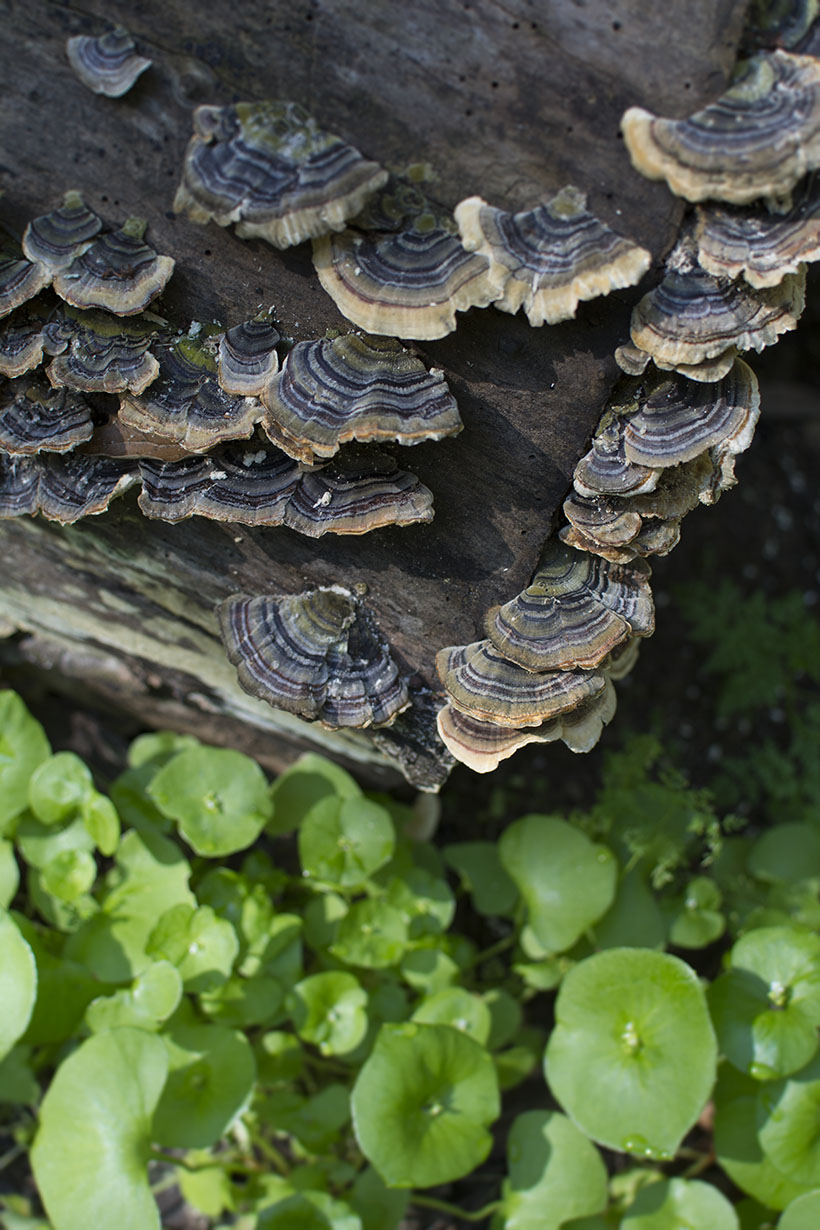 Turkey Tails in Nature