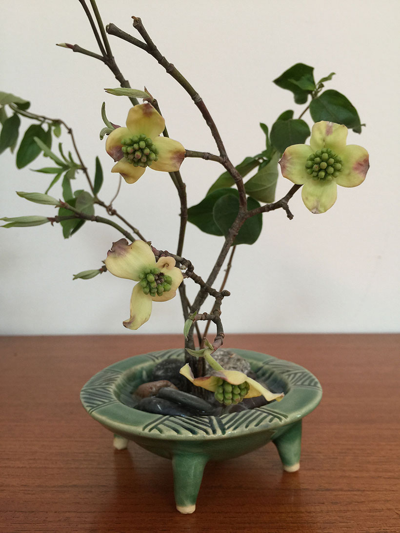 Tennessee Dogwoods