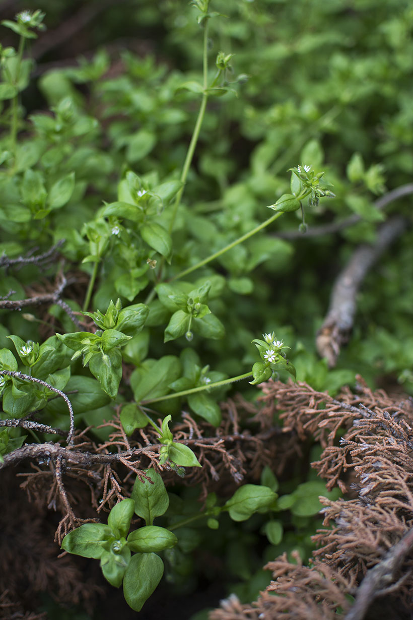 Chickweed