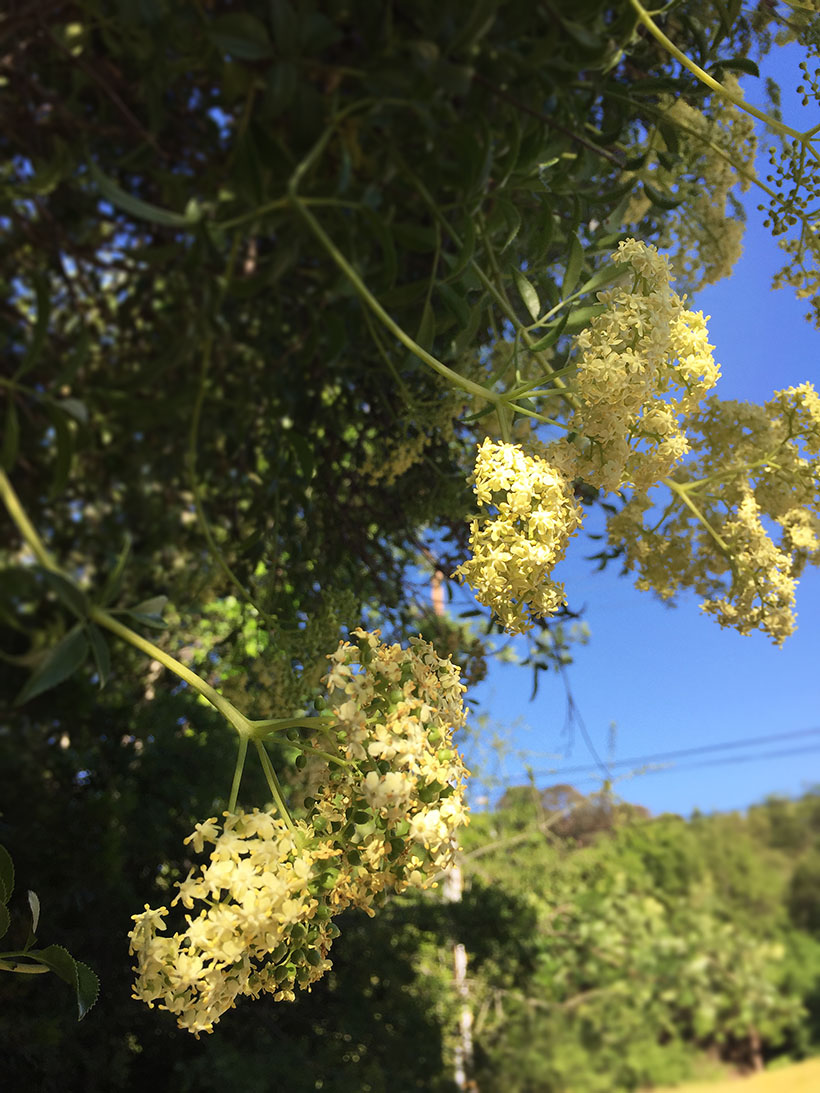 Elder Flowers