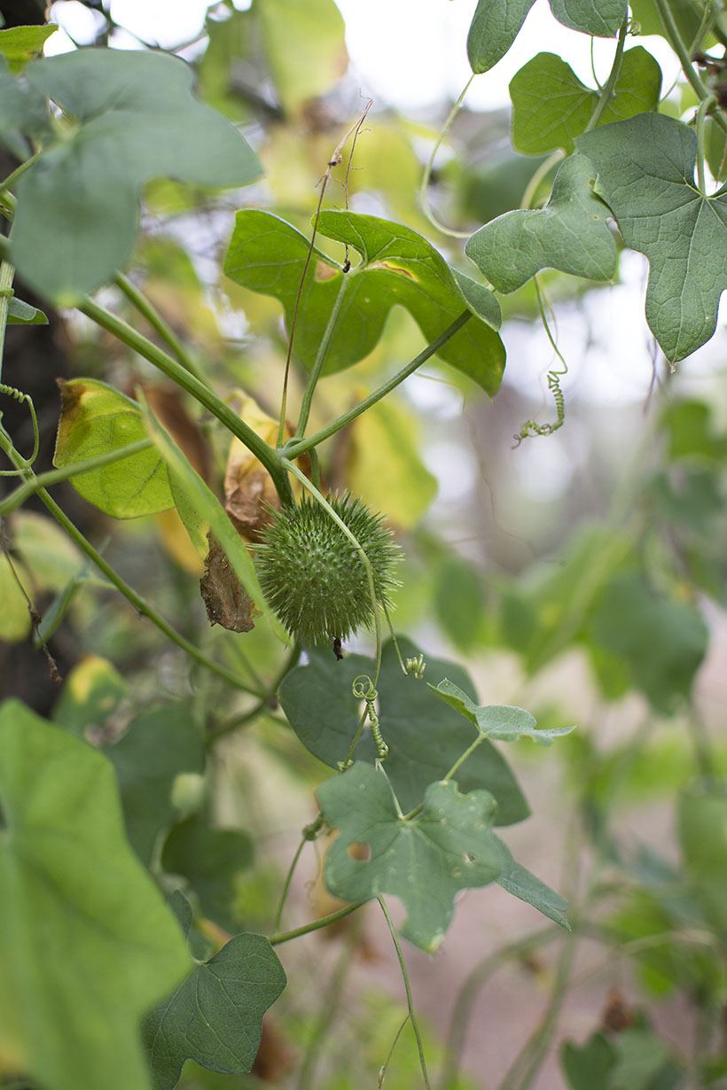 Wild Cucumber