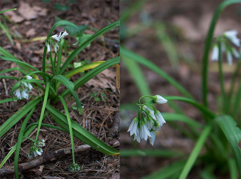 Wild Onion Lily Collage