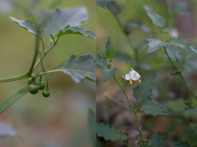 black nightshade collage