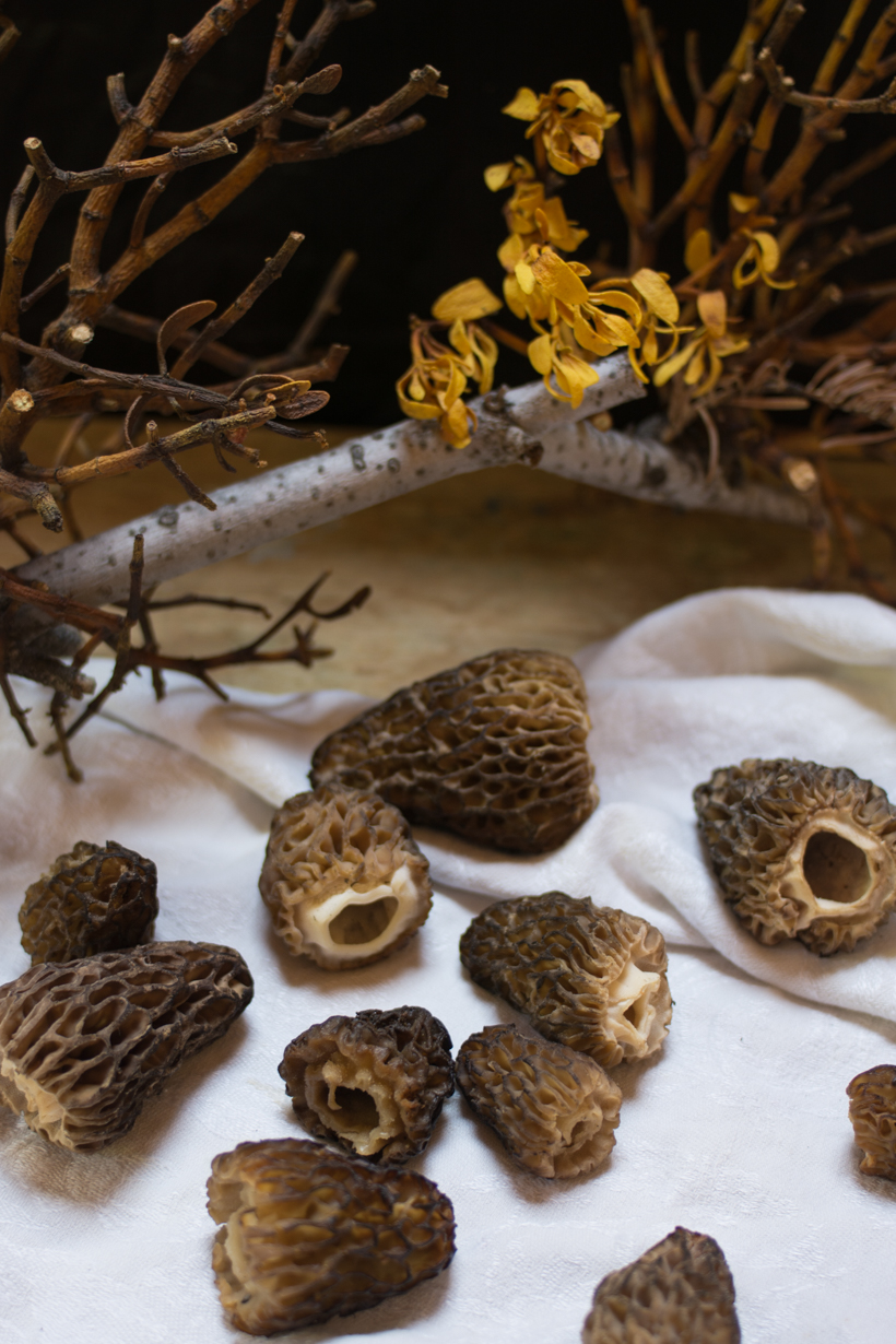 morels-close-up