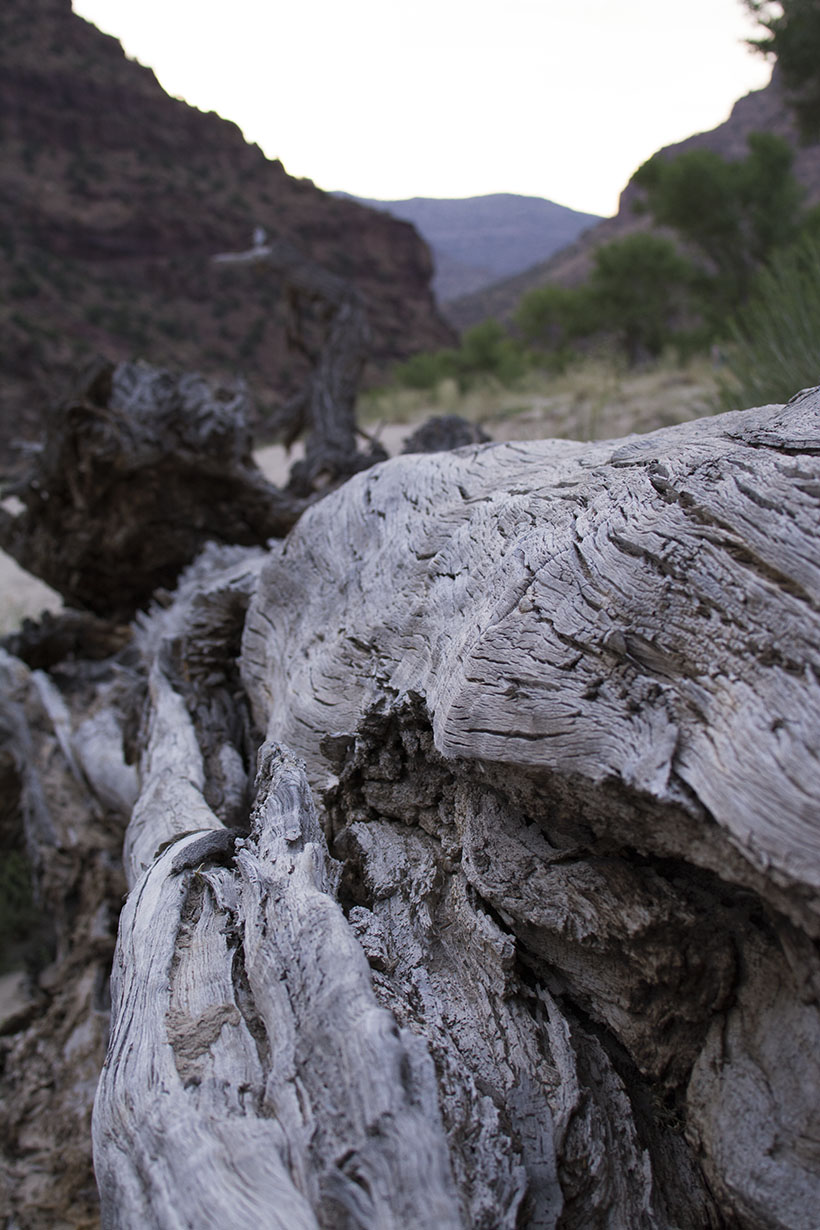 Cottonwood Trunk