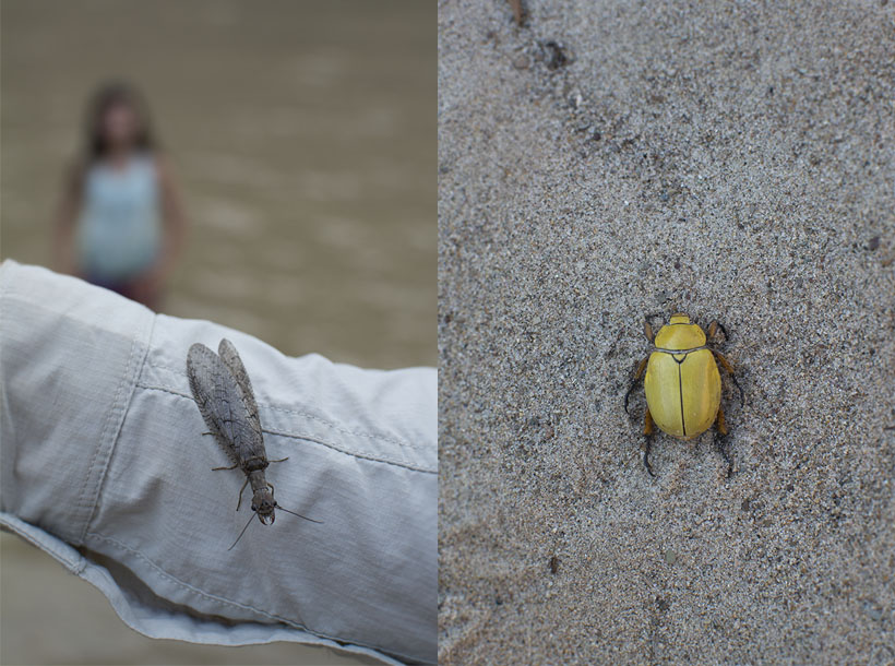 Dobson Fly & Goldsmith Beetle