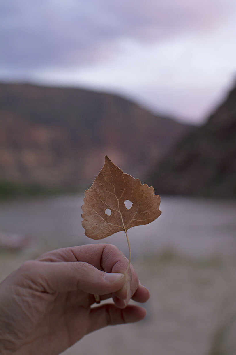 Leaf Vertical