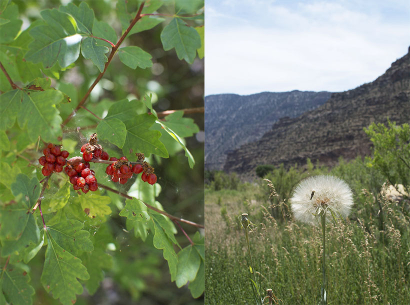 Lemonade Berries & Goatsbeard