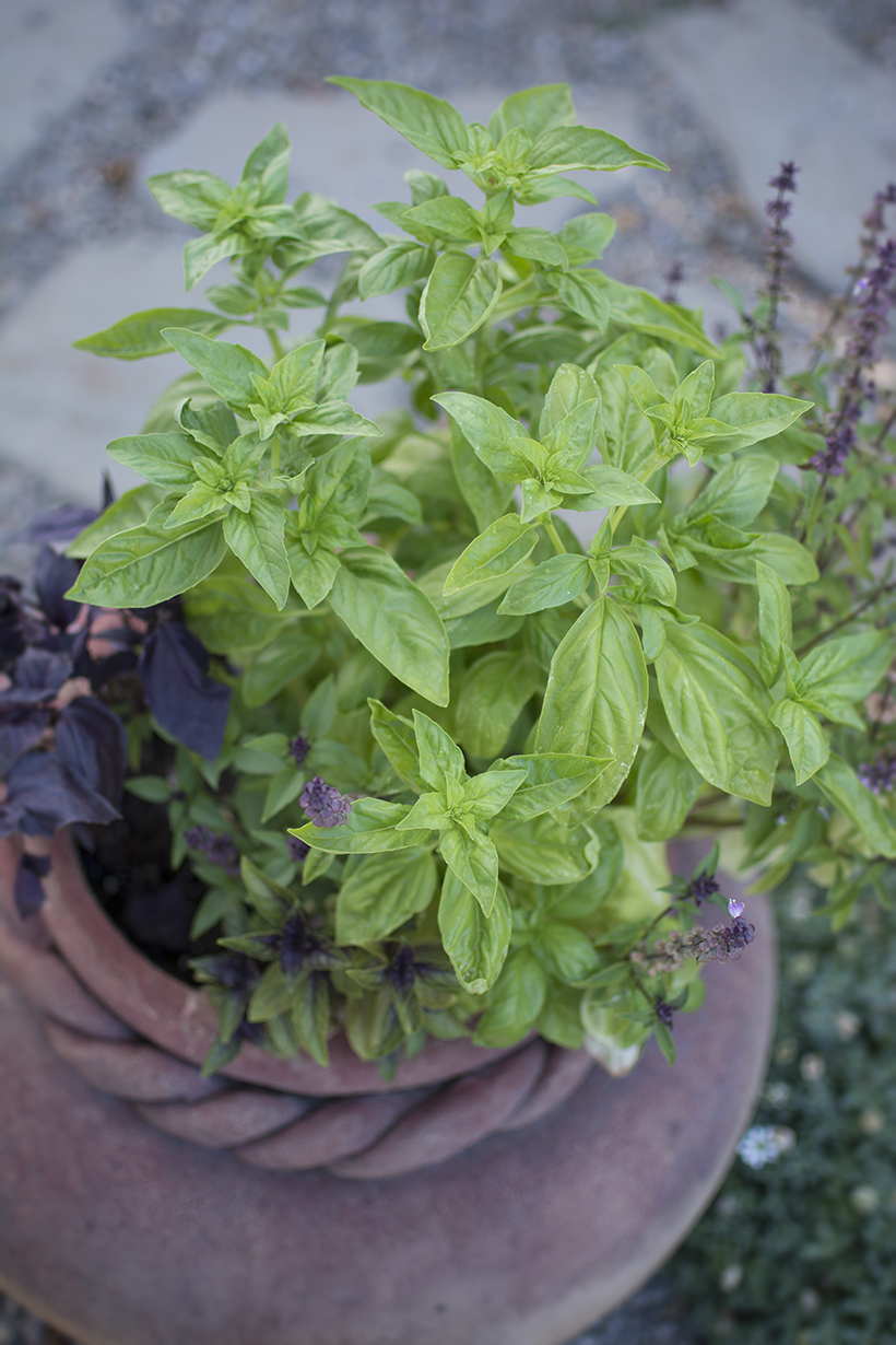 Sweet Basil